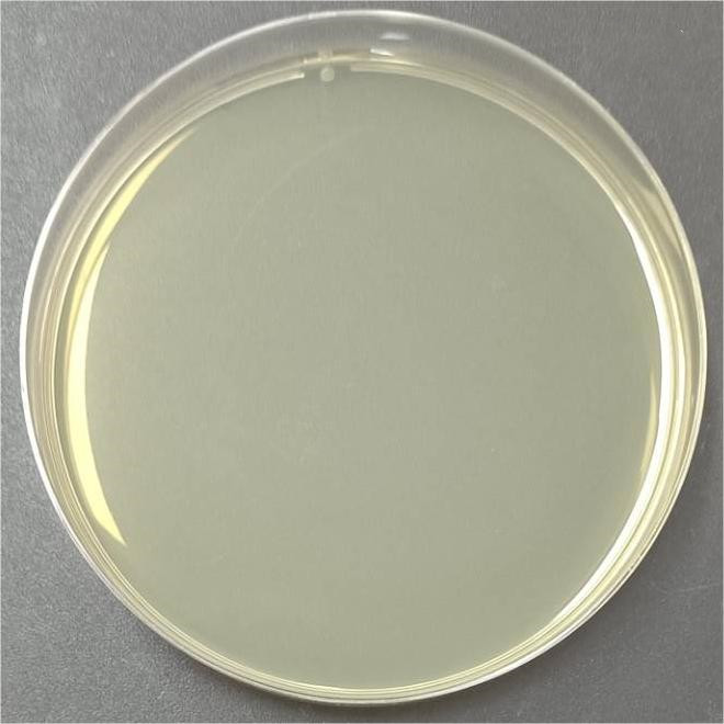 Escherichia coli-BNCC