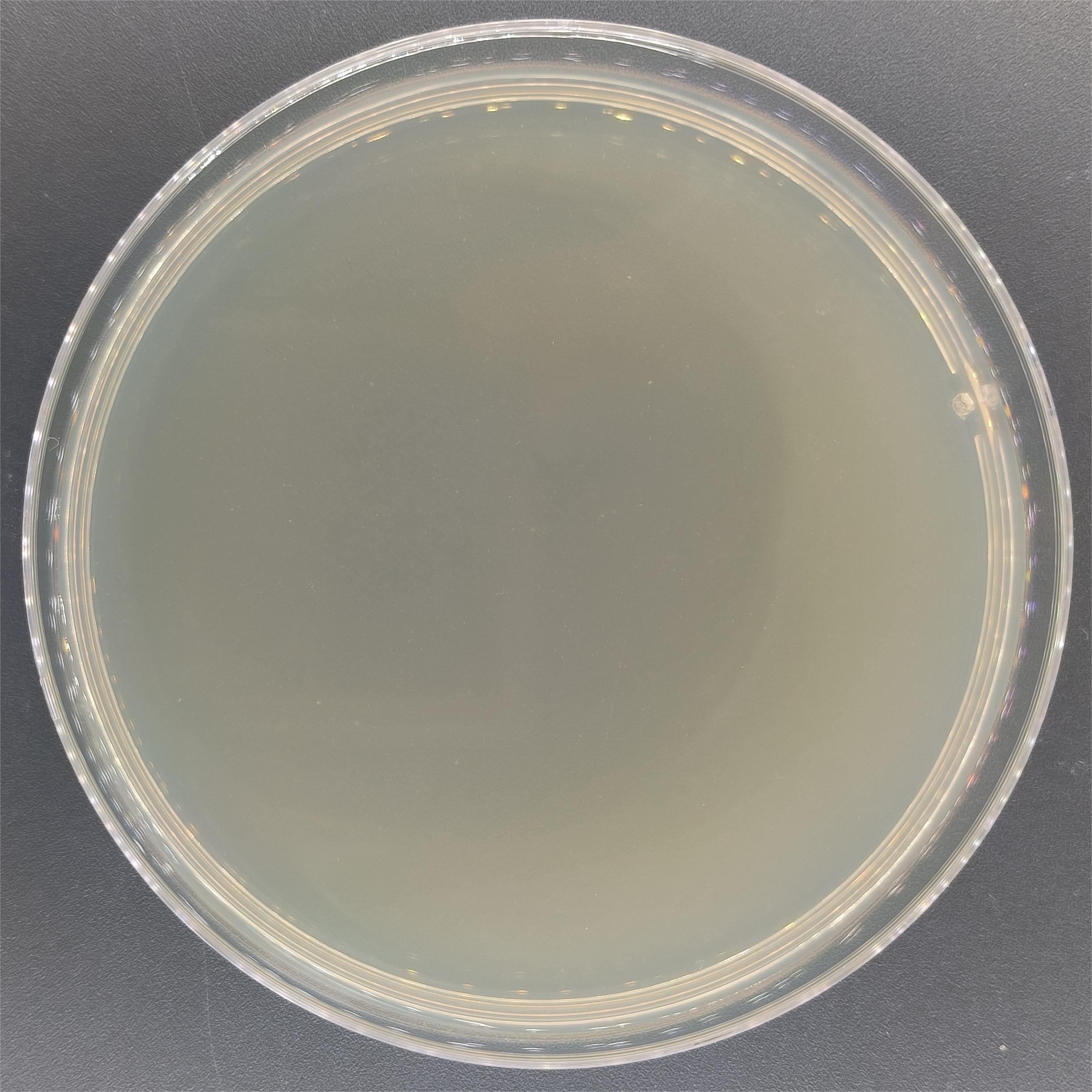 Mycobacterium fortuitum nucleic acid reference (Heat-inactivated) (Strongly positive)-BNCC