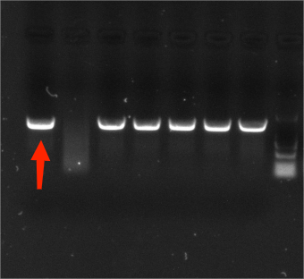 Mycobacterium fortuitum nucleic acid reference (Heat-inactivated) (Strongly positive)-BNCC