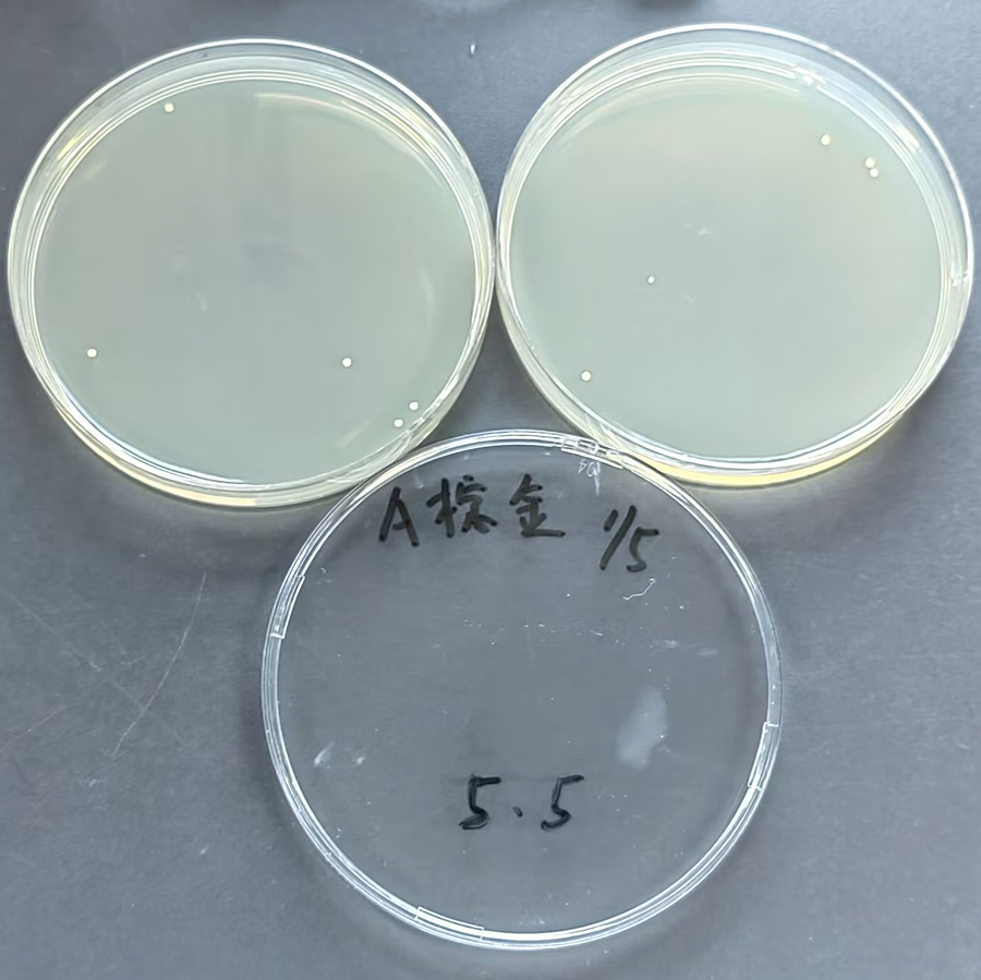 Quantitative strain of Staphylococcus aureus subspecies-BNCC
