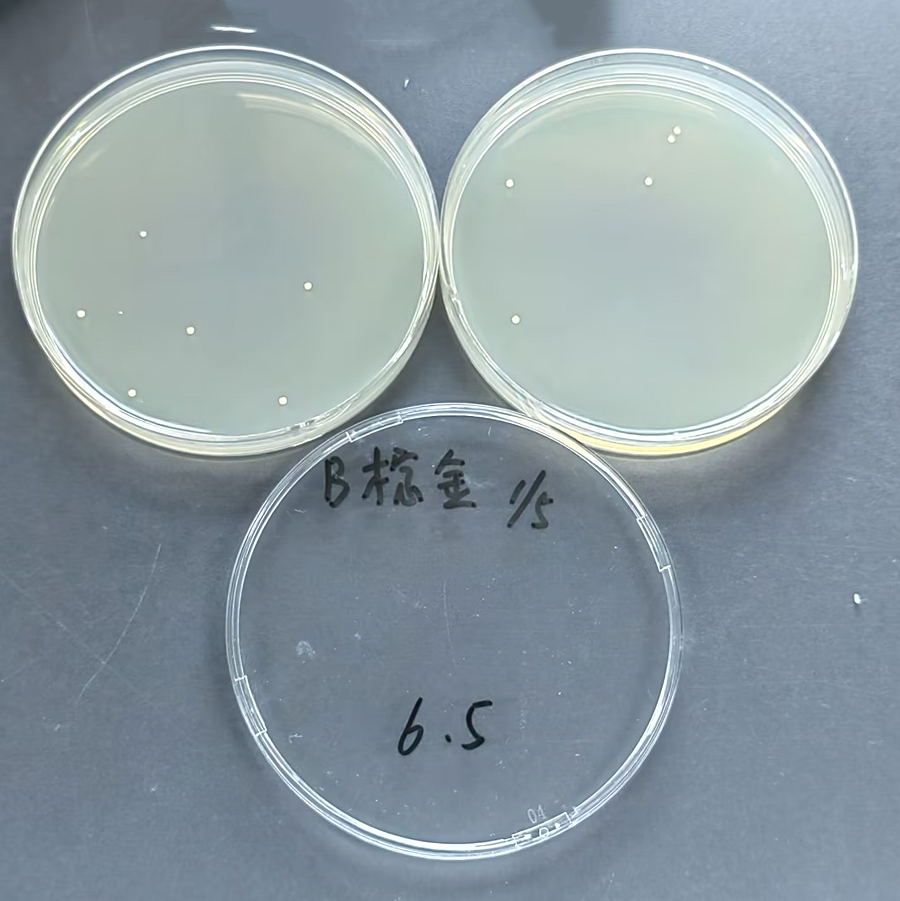 Quantitative strain of Staphylococcus aureus subspecies-BNCC