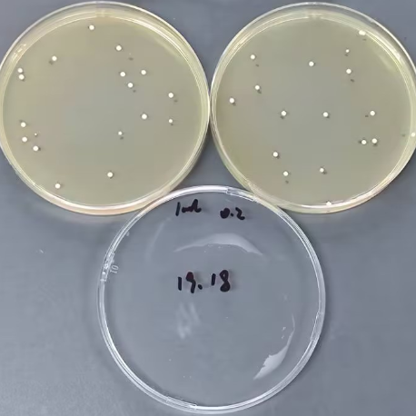 Quantitative strain of Candida albicans-BNCC