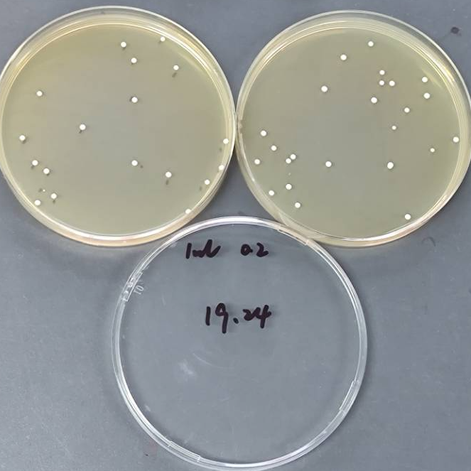 Quantitative strain of Candida albicans-BNCC