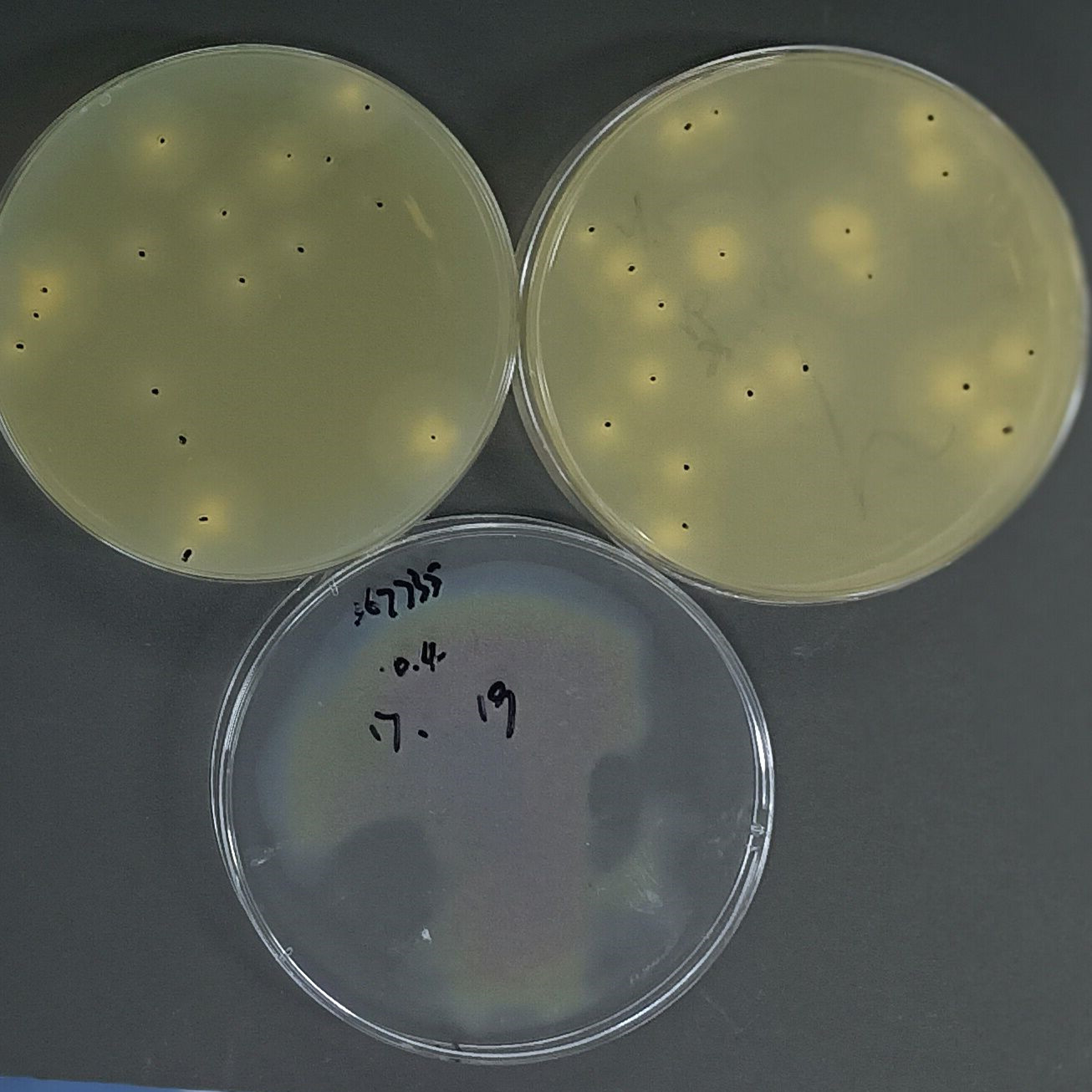 Quantitative strain of Aspergillus brasiliensis-BNCC