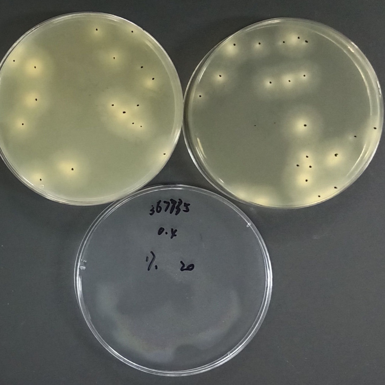 Quantitative strain of Aspergillus brasiliensis-BNCC