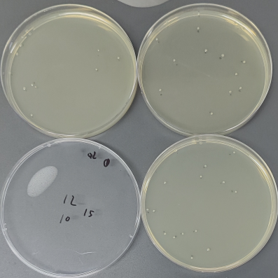Salmonella enterica subspecies enterica serovar Typhomurium Quantitative Strain-BNCC
