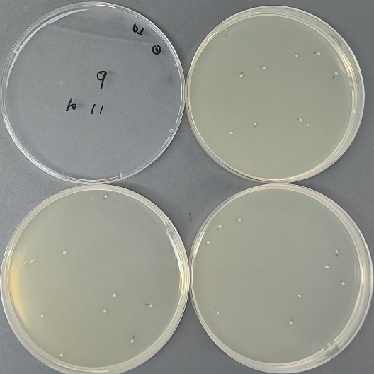 Salmonella enterica subspecies enterica serovar Typhomurium Quantitative Strain-BNCC