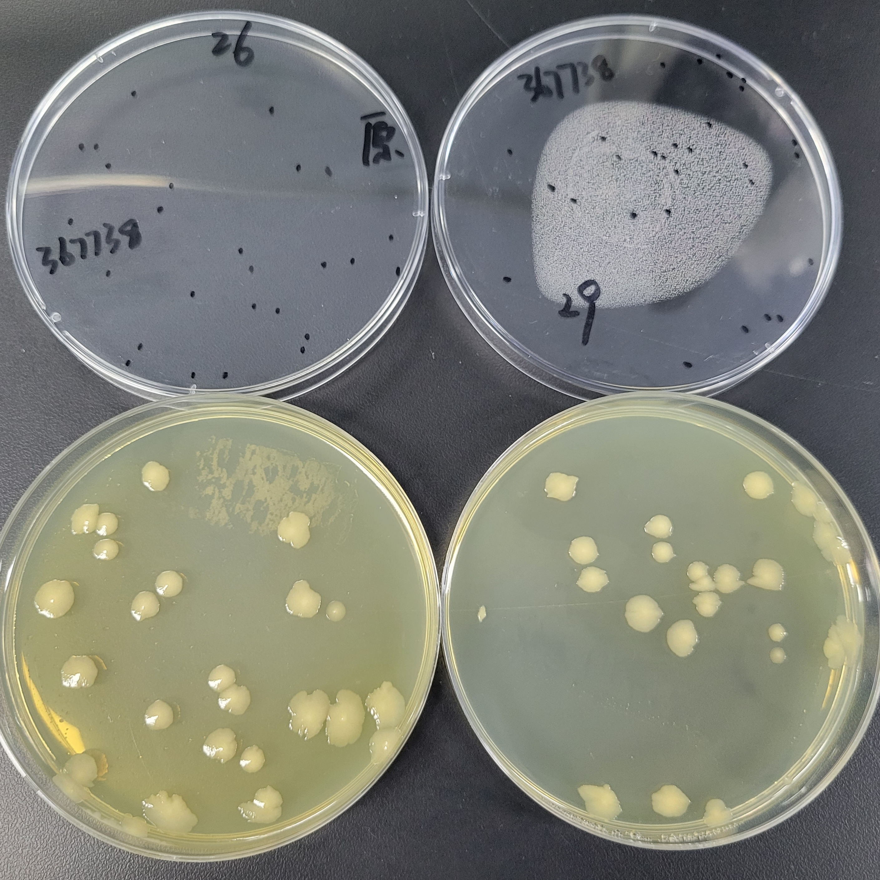 Quantitative strain of Escherichia coli-BNCC
