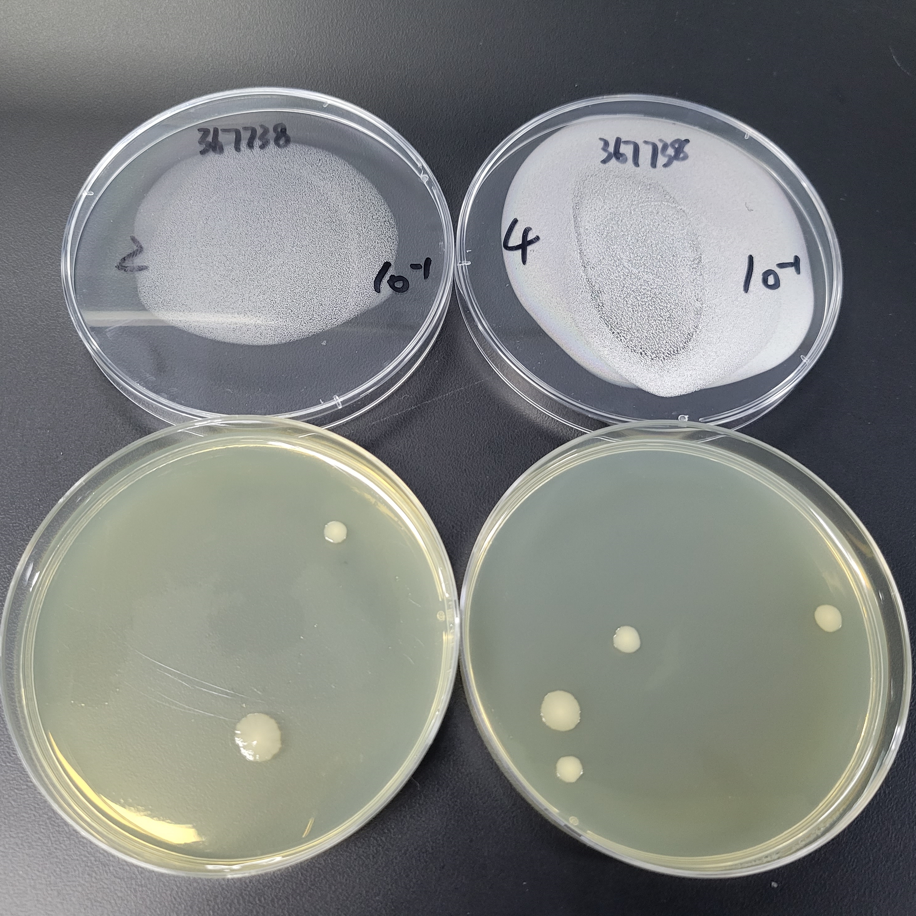 Quantitative strain of Escherichia coli-BNCC