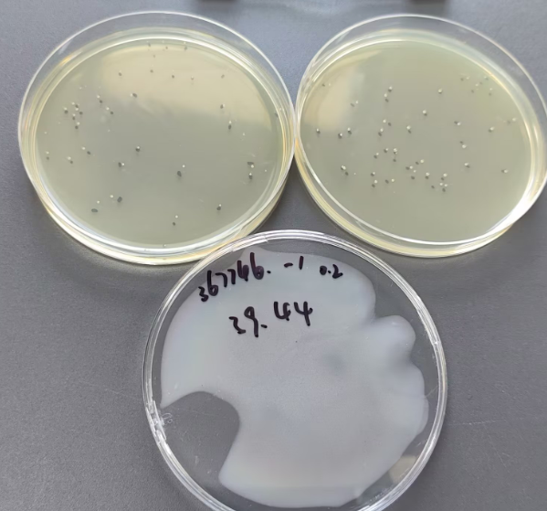 Quantitative strain of Burkholderia cepacia-BNCC