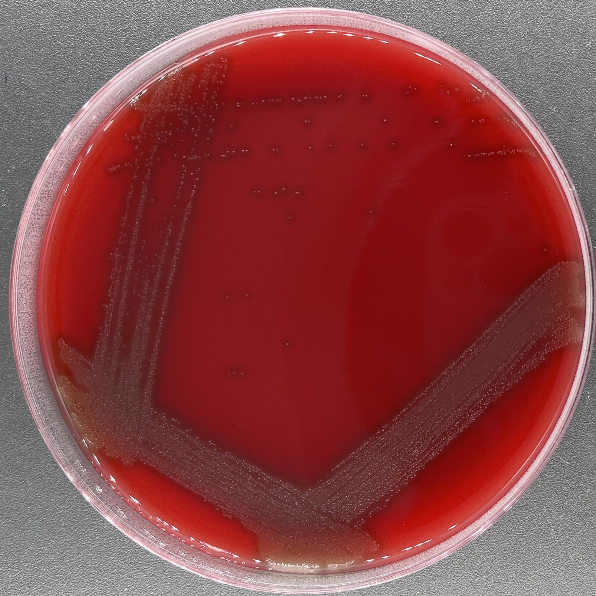 Streptococcus pneumoniae-BNCC