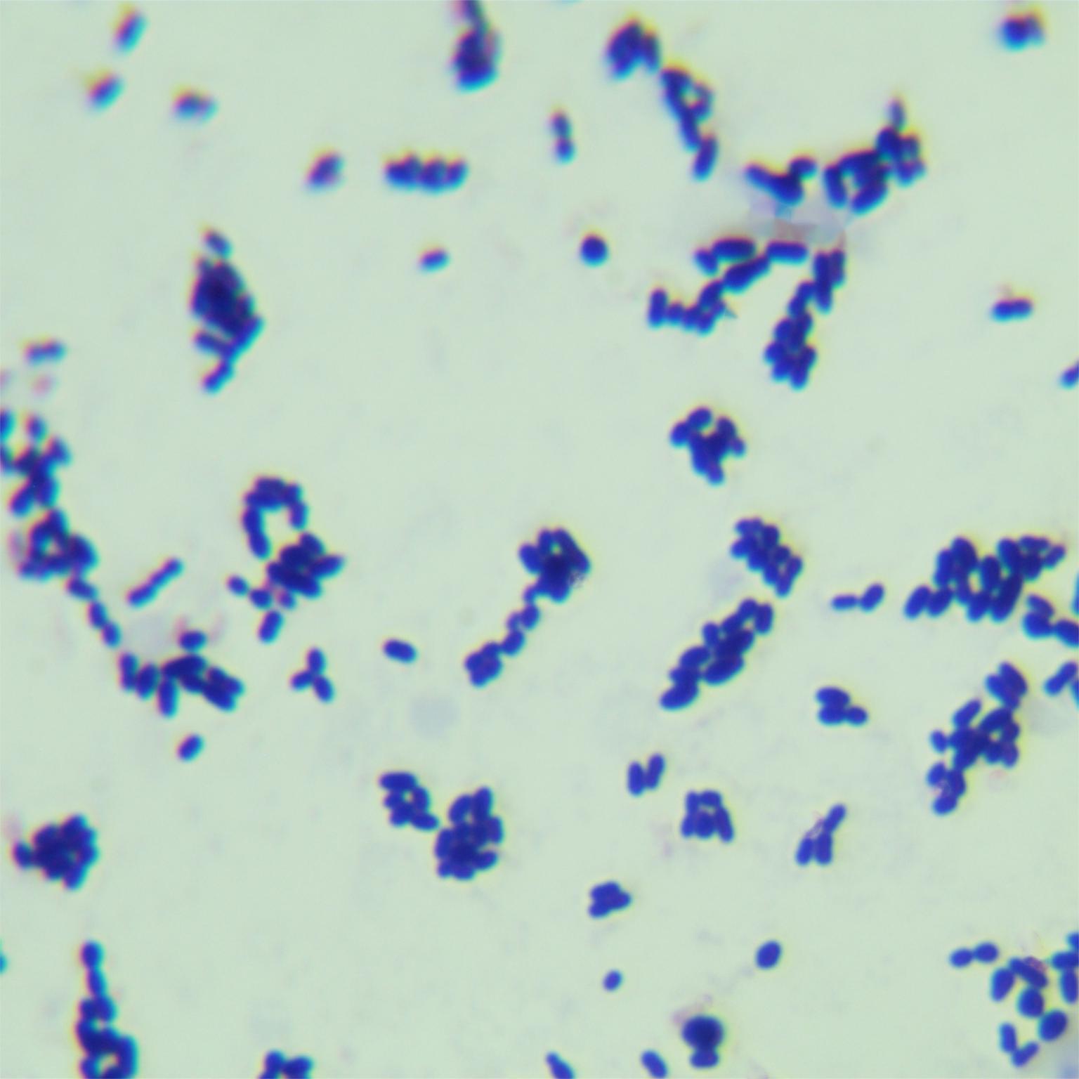 Streptococcus pneumoniae-BNCC