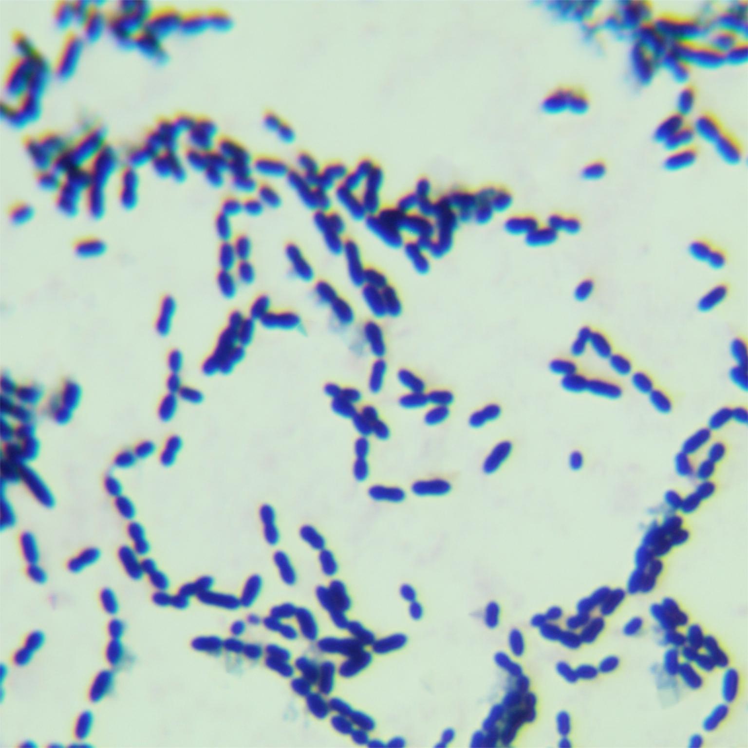 Streptococcus pneumoniae-BNCC