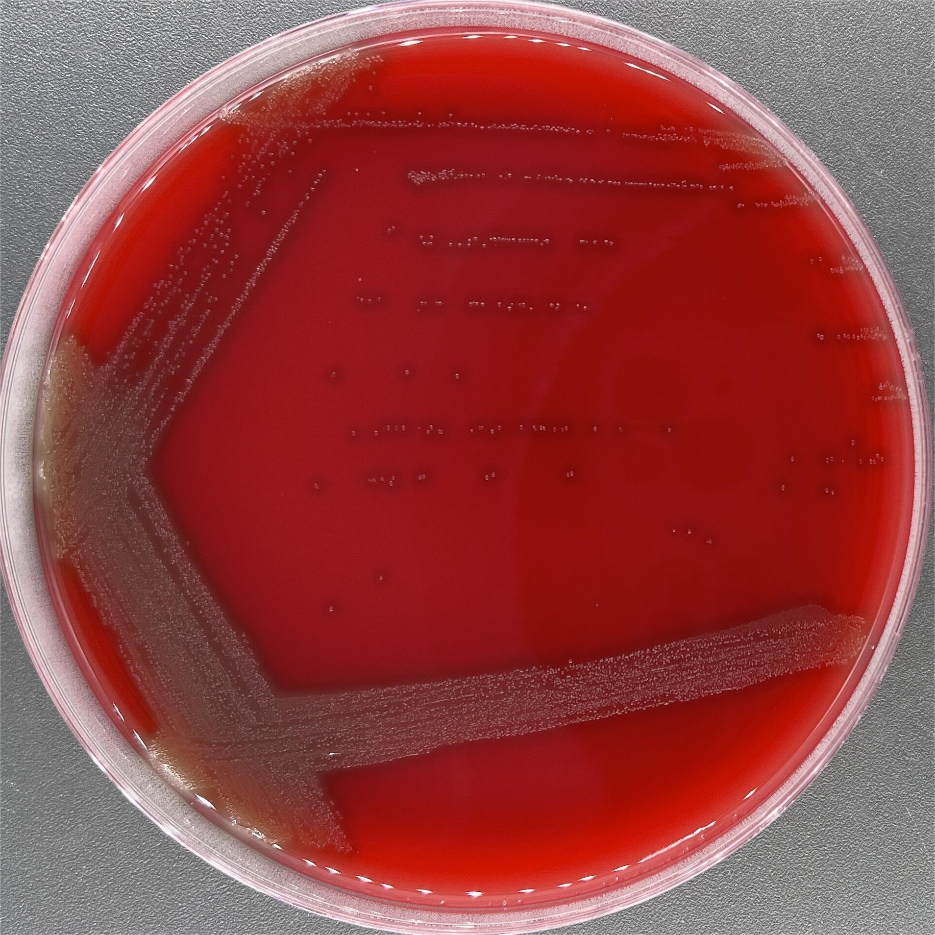 Streptococcus pneumoniae-BNCC