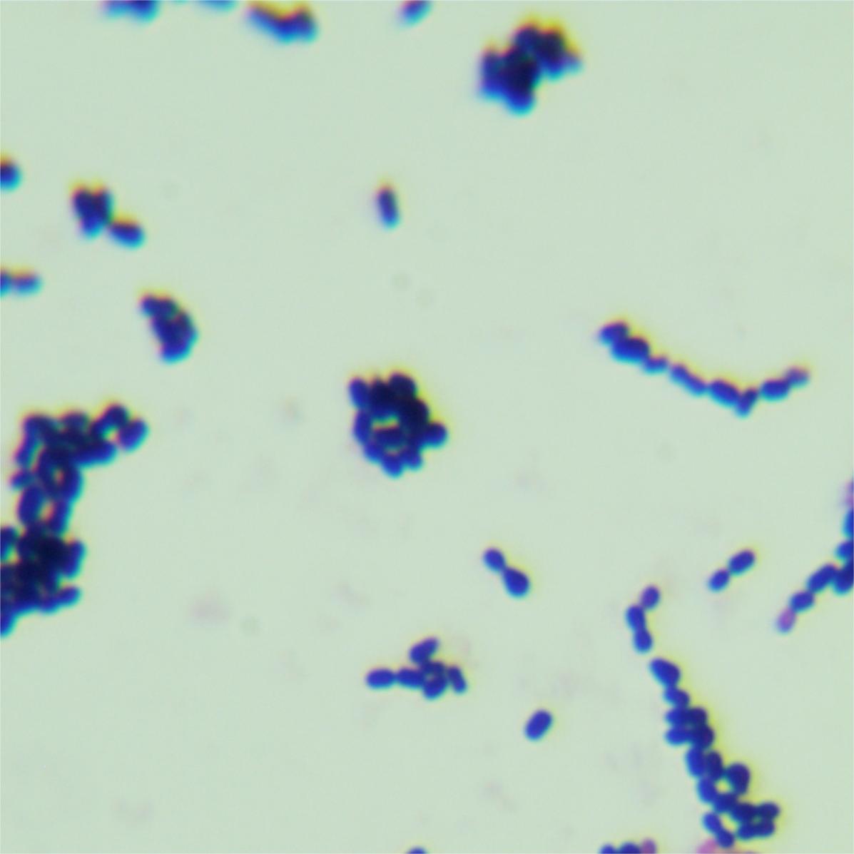 Streptococcus pneumoniae-BNCC