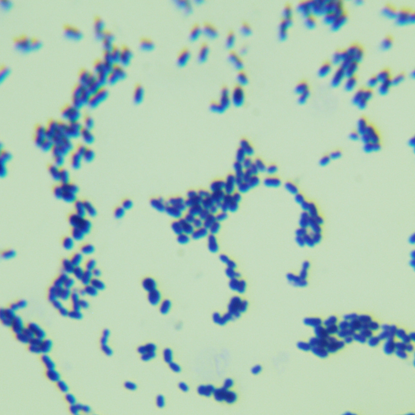 Streptococcus pneumoniae-BNCC