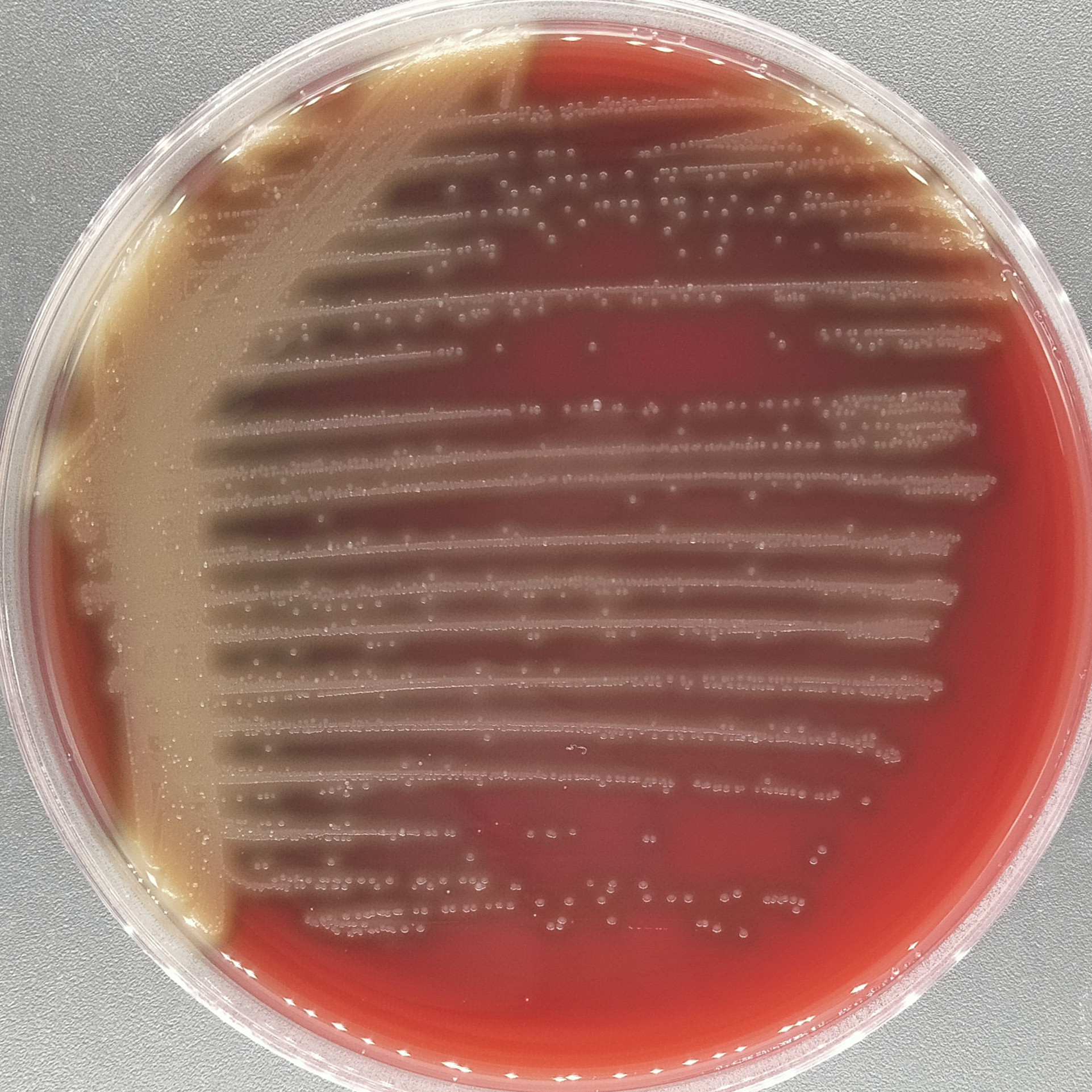Streptococcus pneumoniae-BNCC