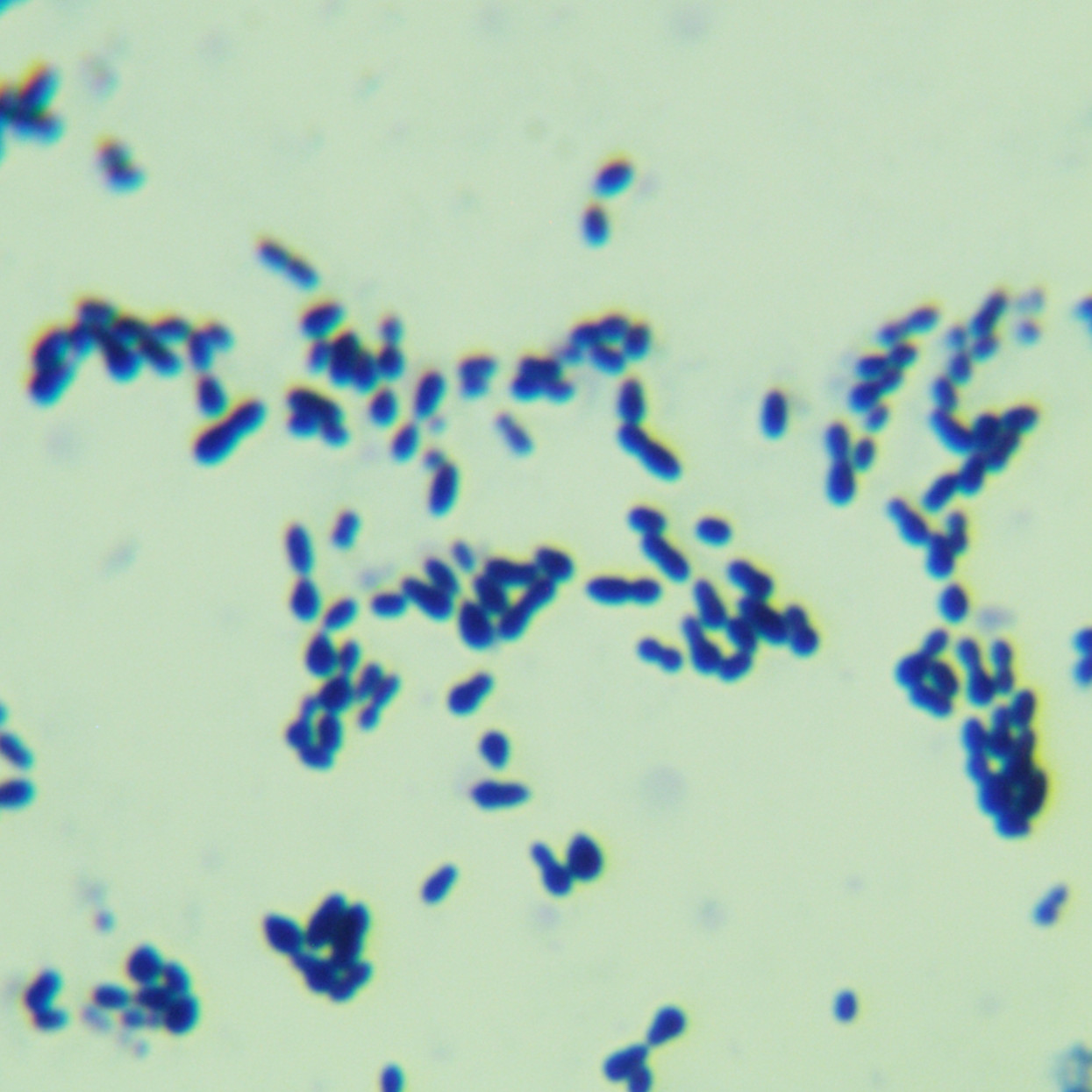 Streptococcus pneumoniae-BNCC