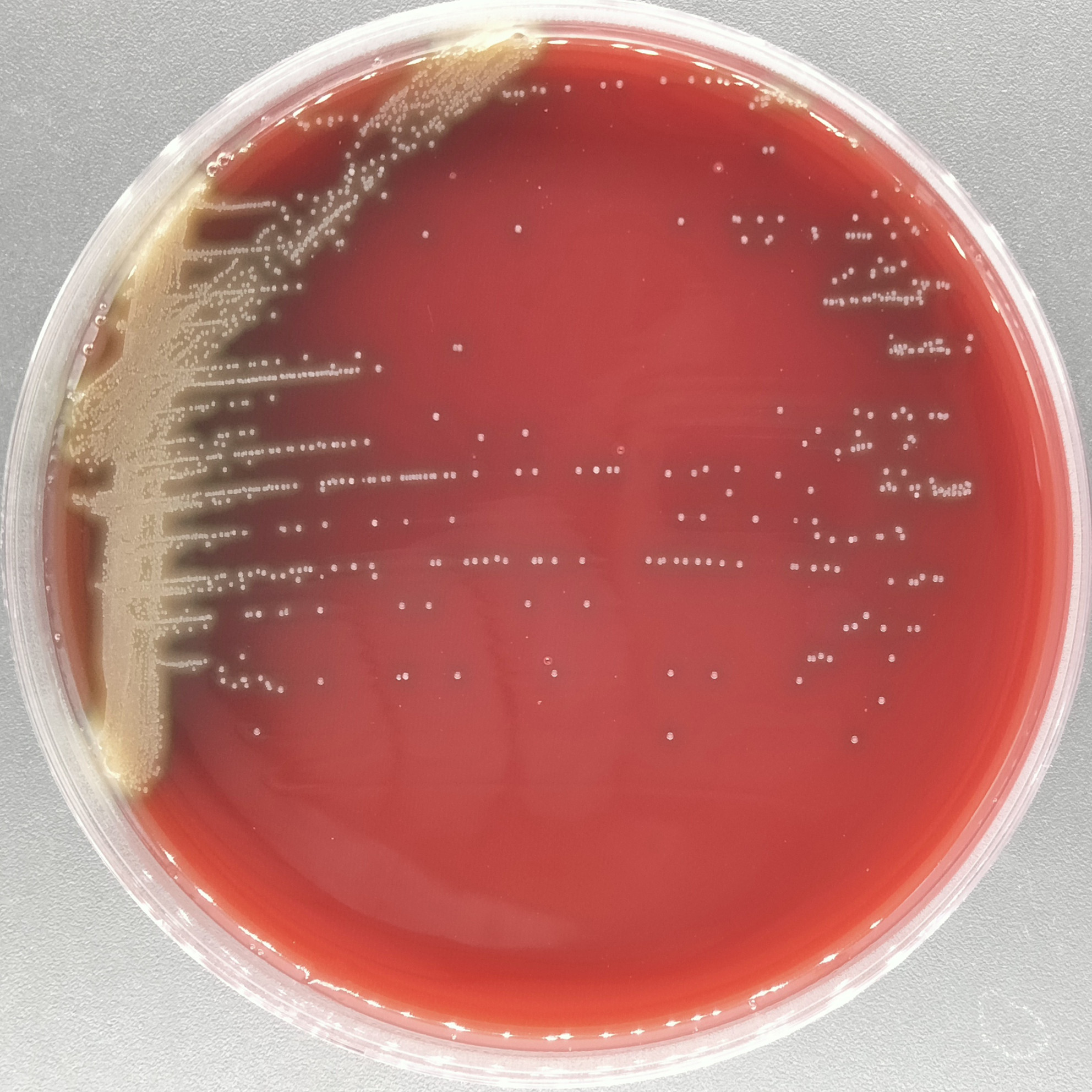 Streptococcus pneumoniae-BNCC