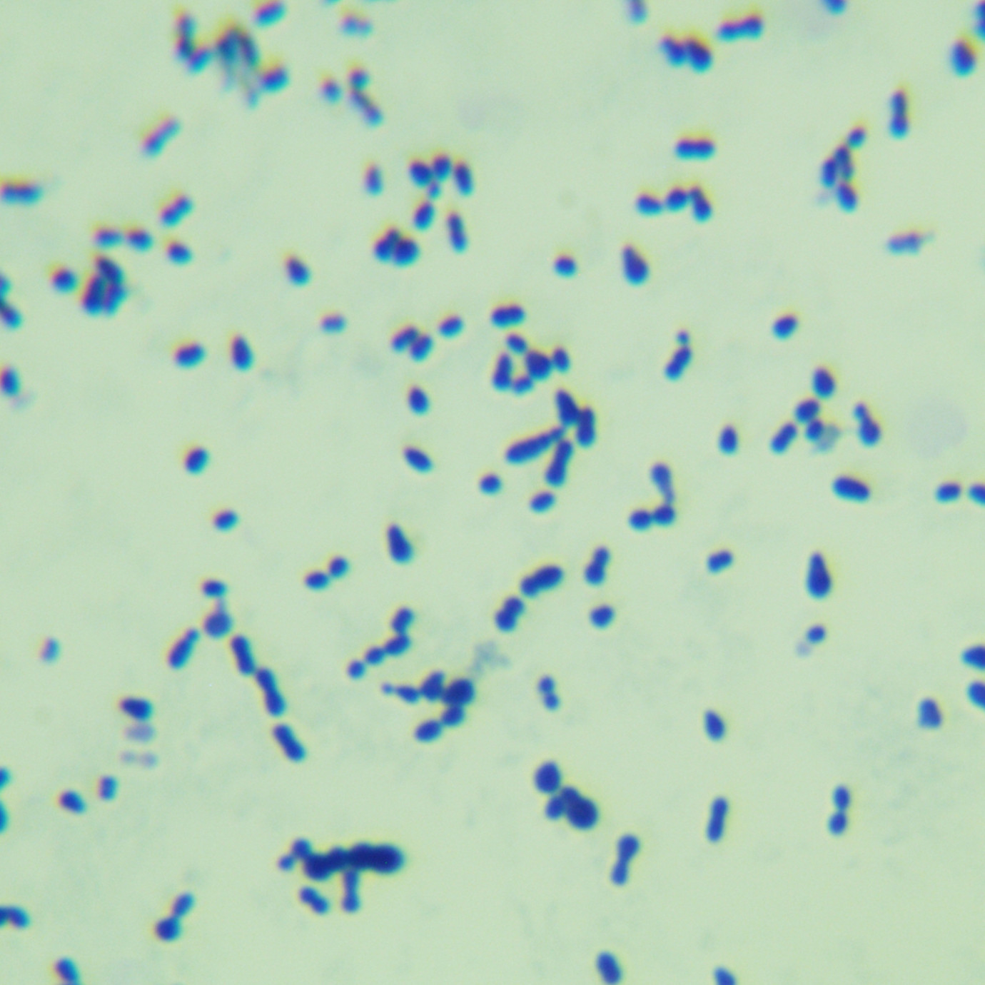 Streptococcus pneumoniae-BNCC