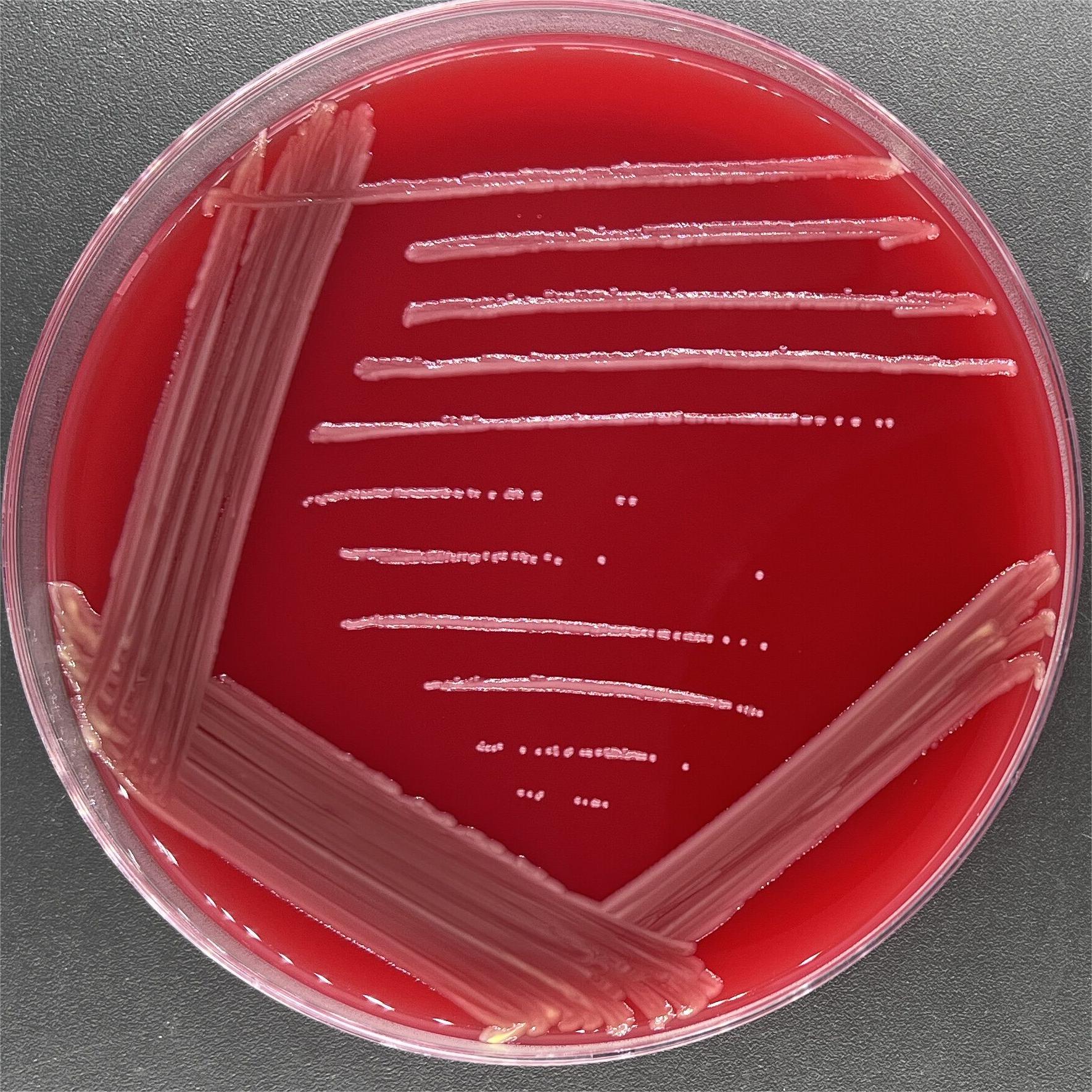 Broad Cronobacter-BNCC