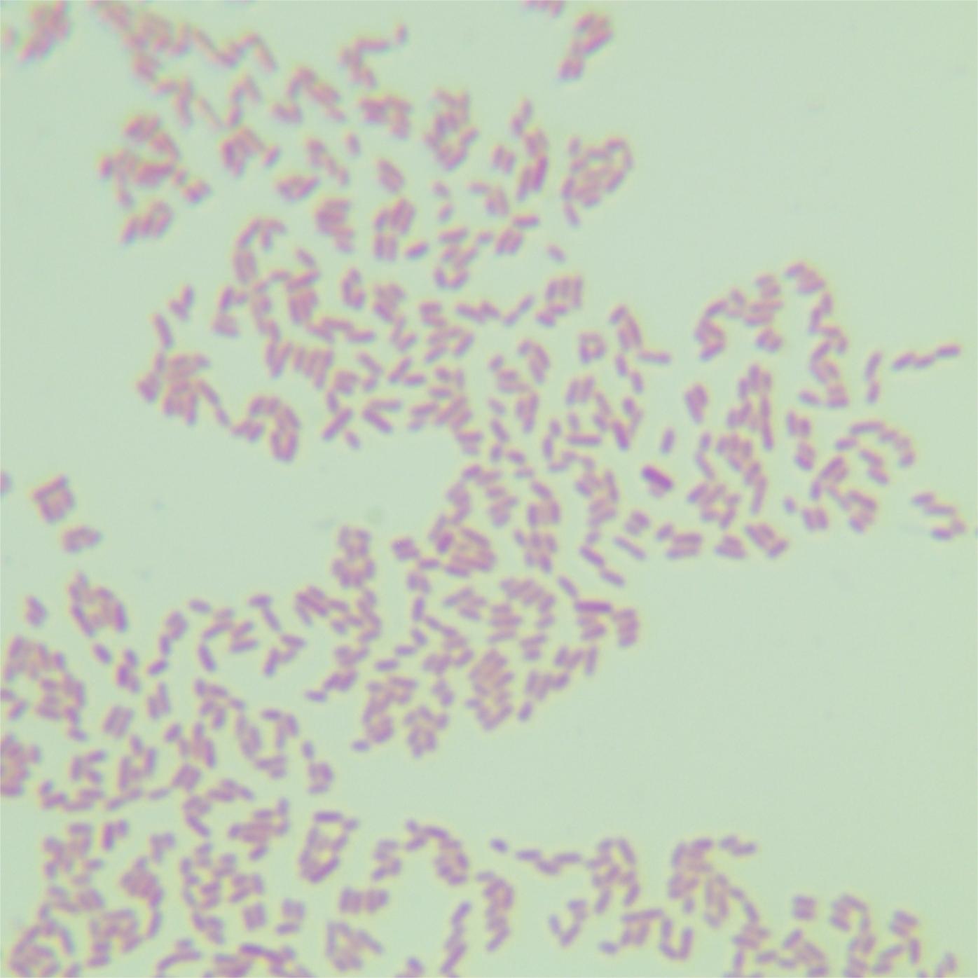 Broad Cronobacter-BNCC