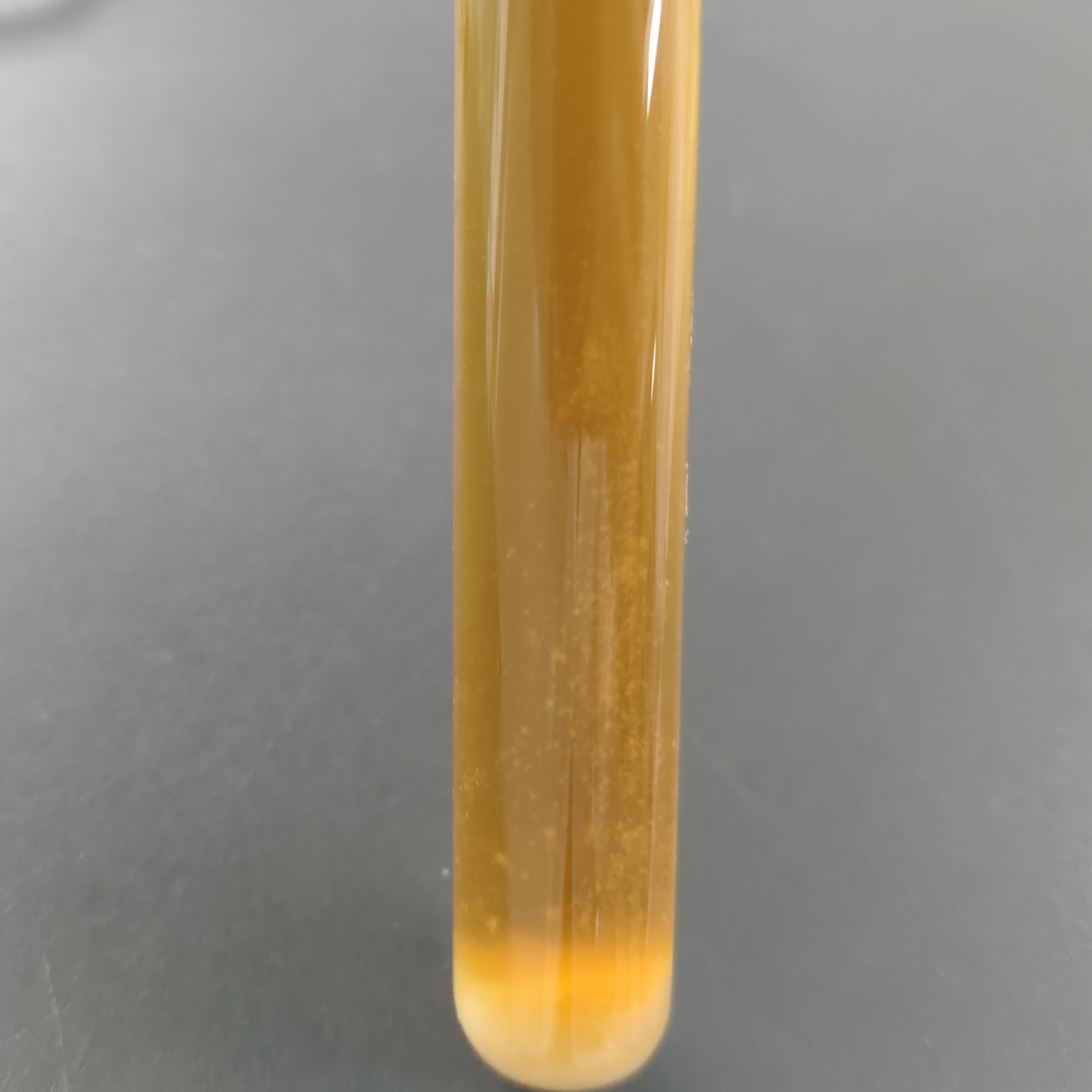 Lactobacillus delbrueckii-BNCC