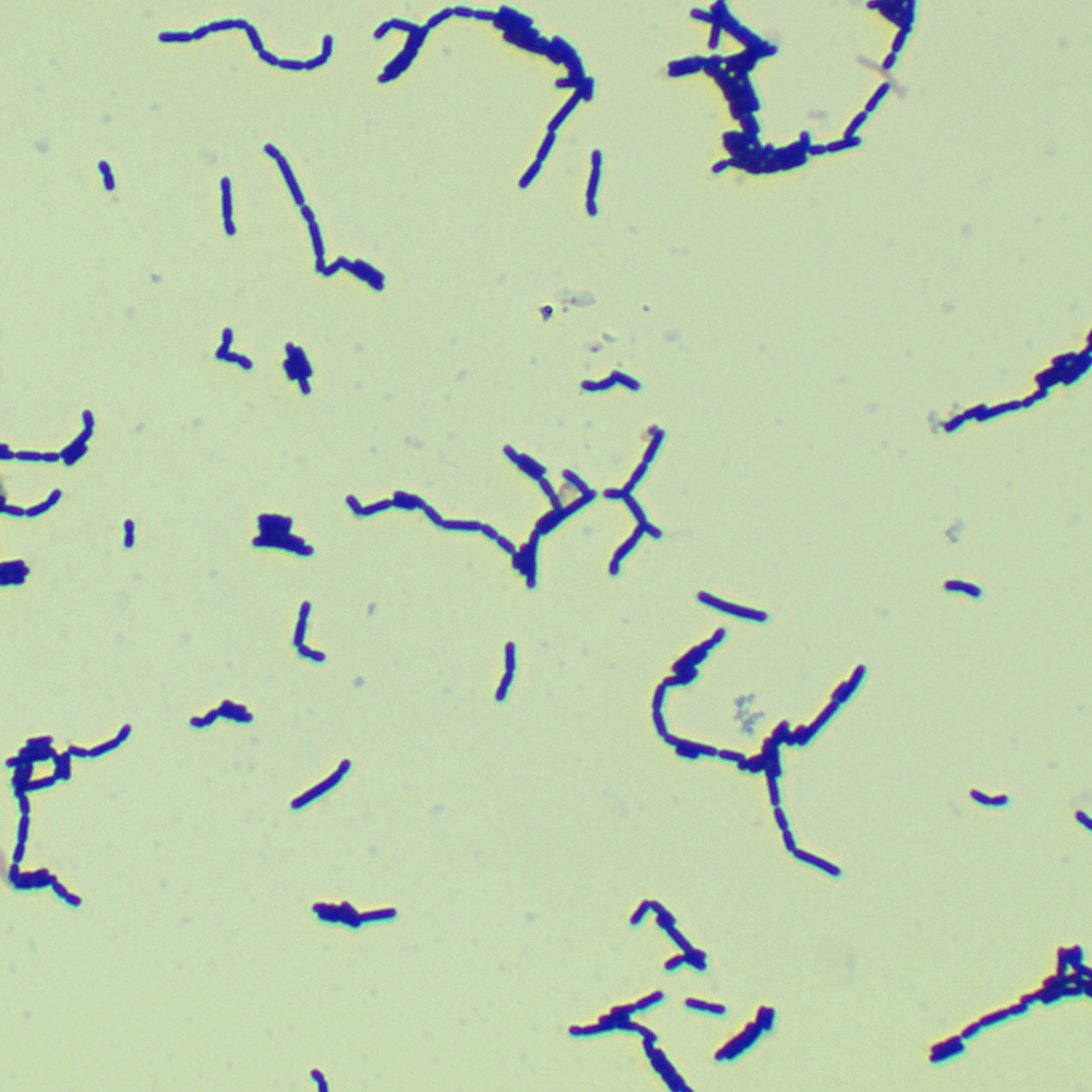 Lactobacillus delbrueckii-BNCC