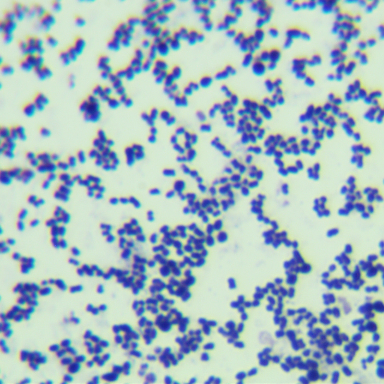 Streptococcus pneumoniae-BNCC