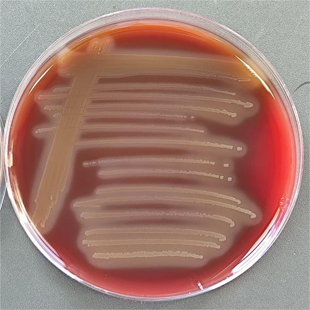 Black goose cheese bacillus-BNCC