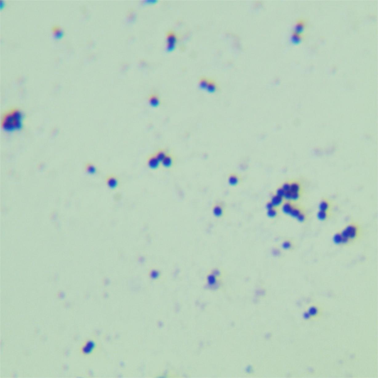 Black goose cheese bacillus-BNCC