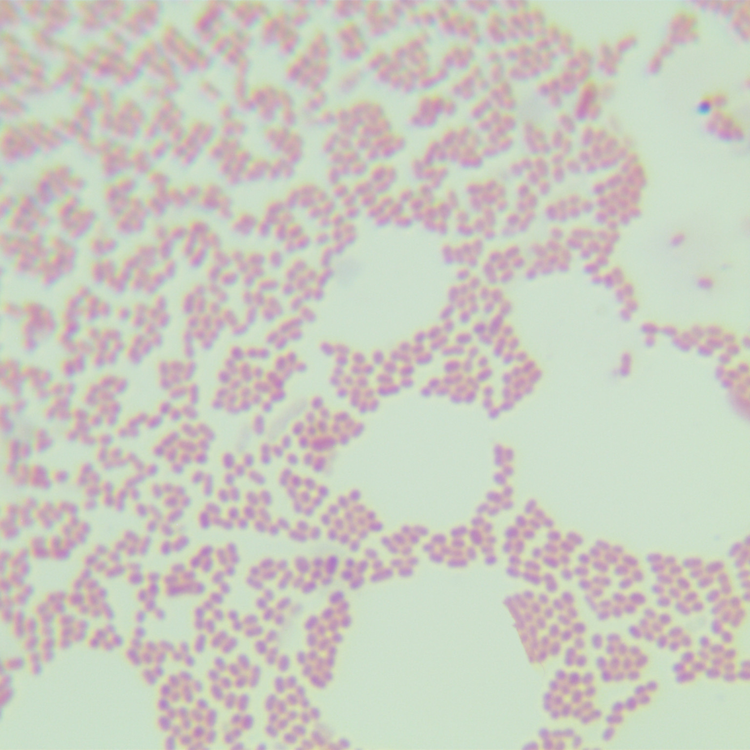 Acinetobacter kanungonis-BNCC