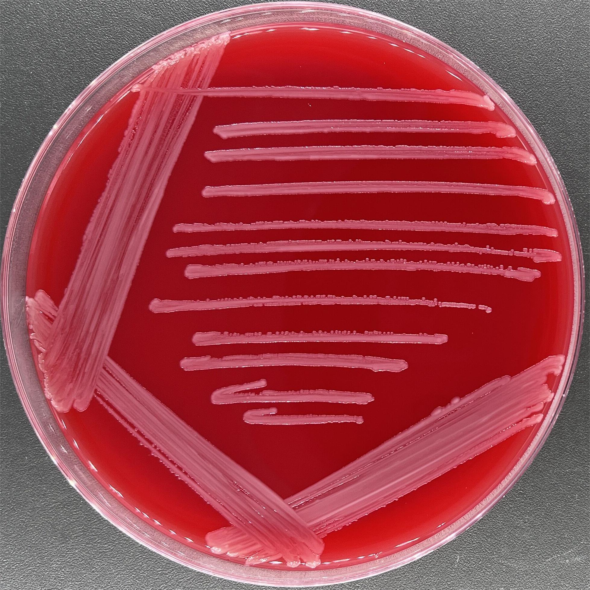 Fecal Acinetobacter-BNCC