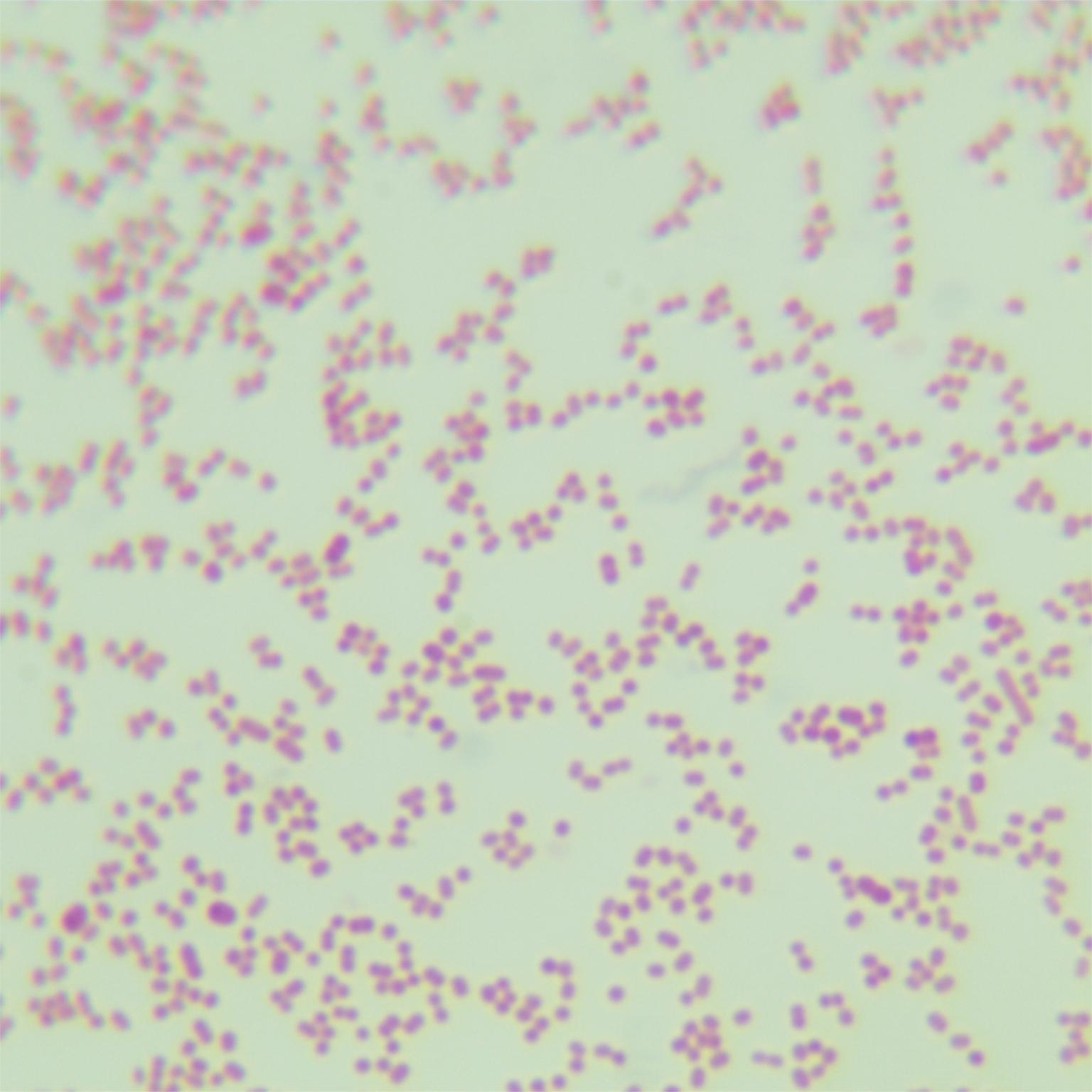 Fecal Acinetobacter-BNCC