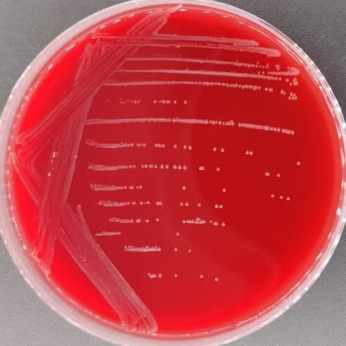 Sylvester Acinetobacter-BNCC