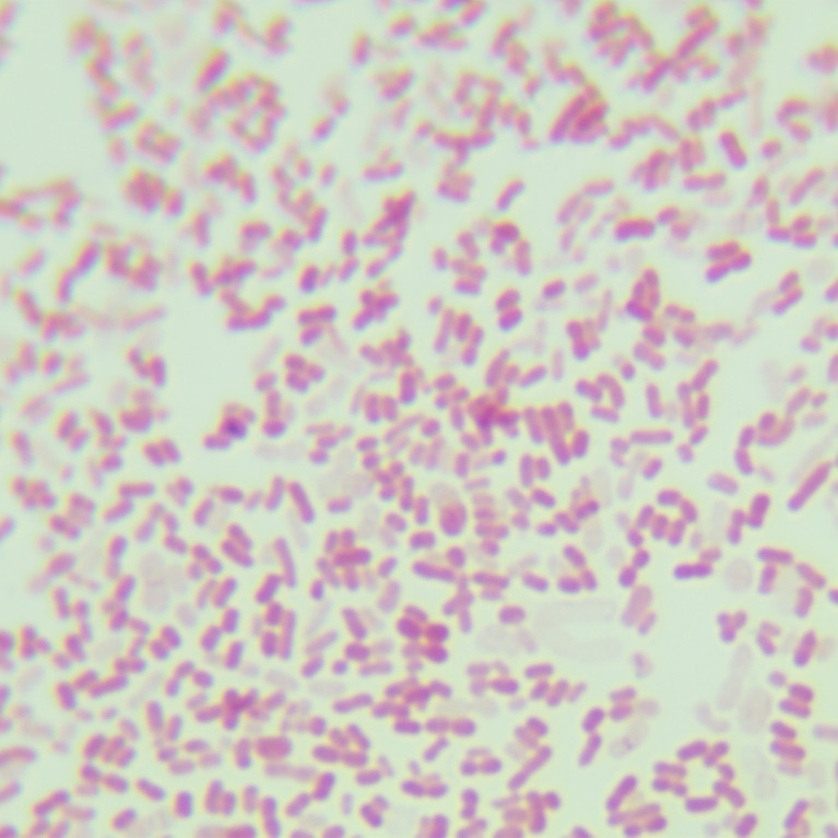 Sylvester Acinetobacter-BNCC