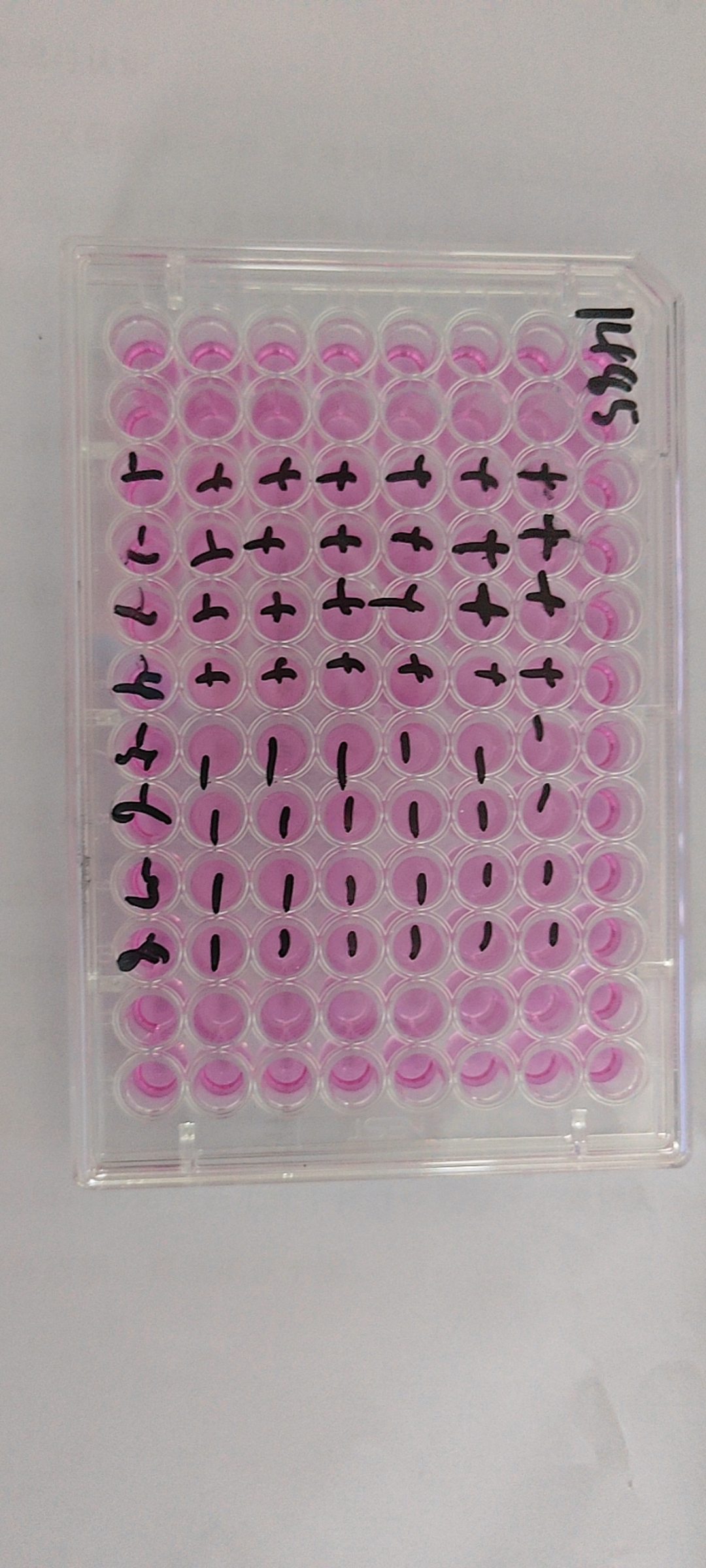 Bovine respiratory syncytial virus-BNCC