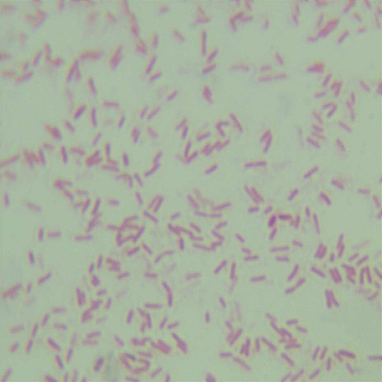Pseudomonas Furukawa-BNCC