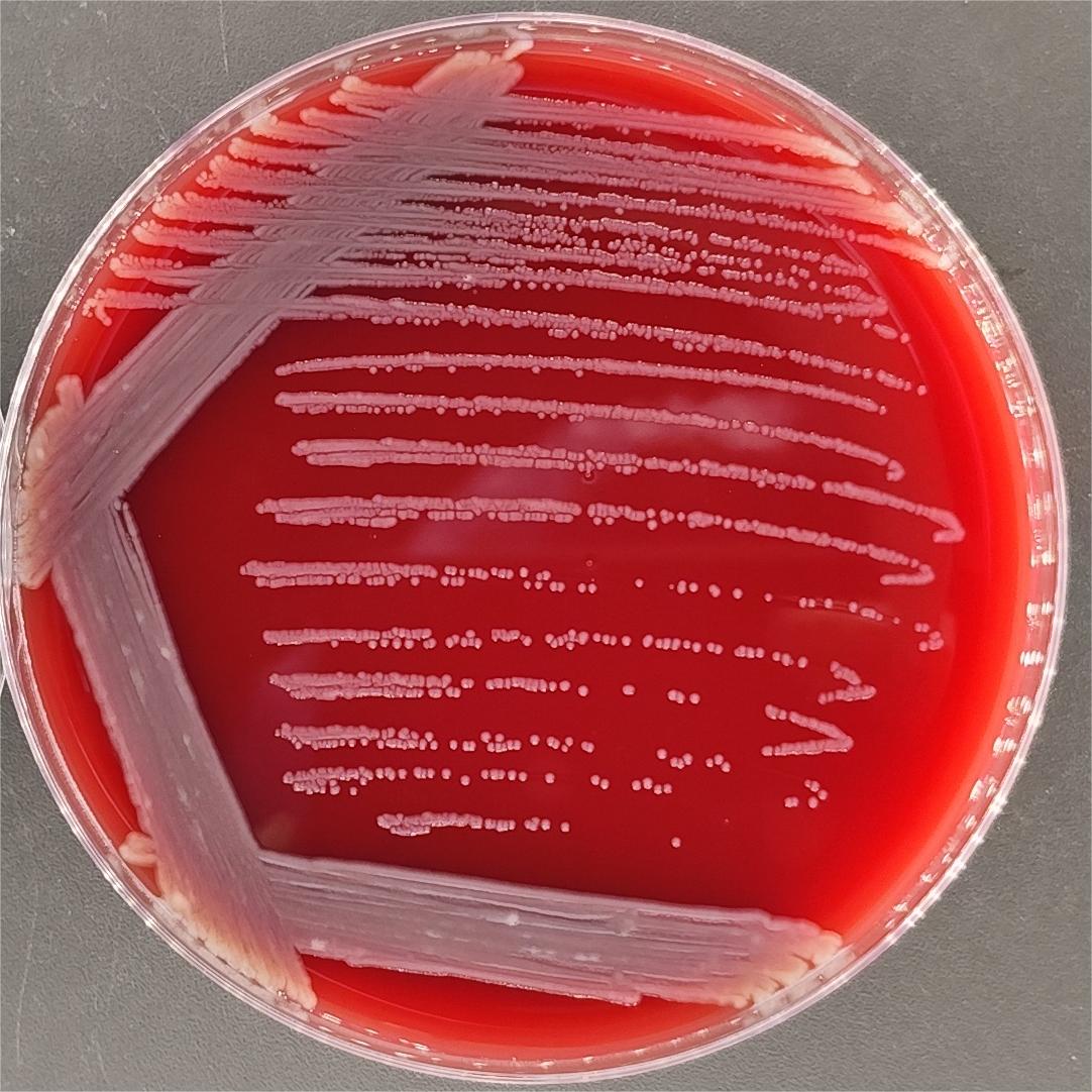 Pseudomonas Furukawa-BNCC