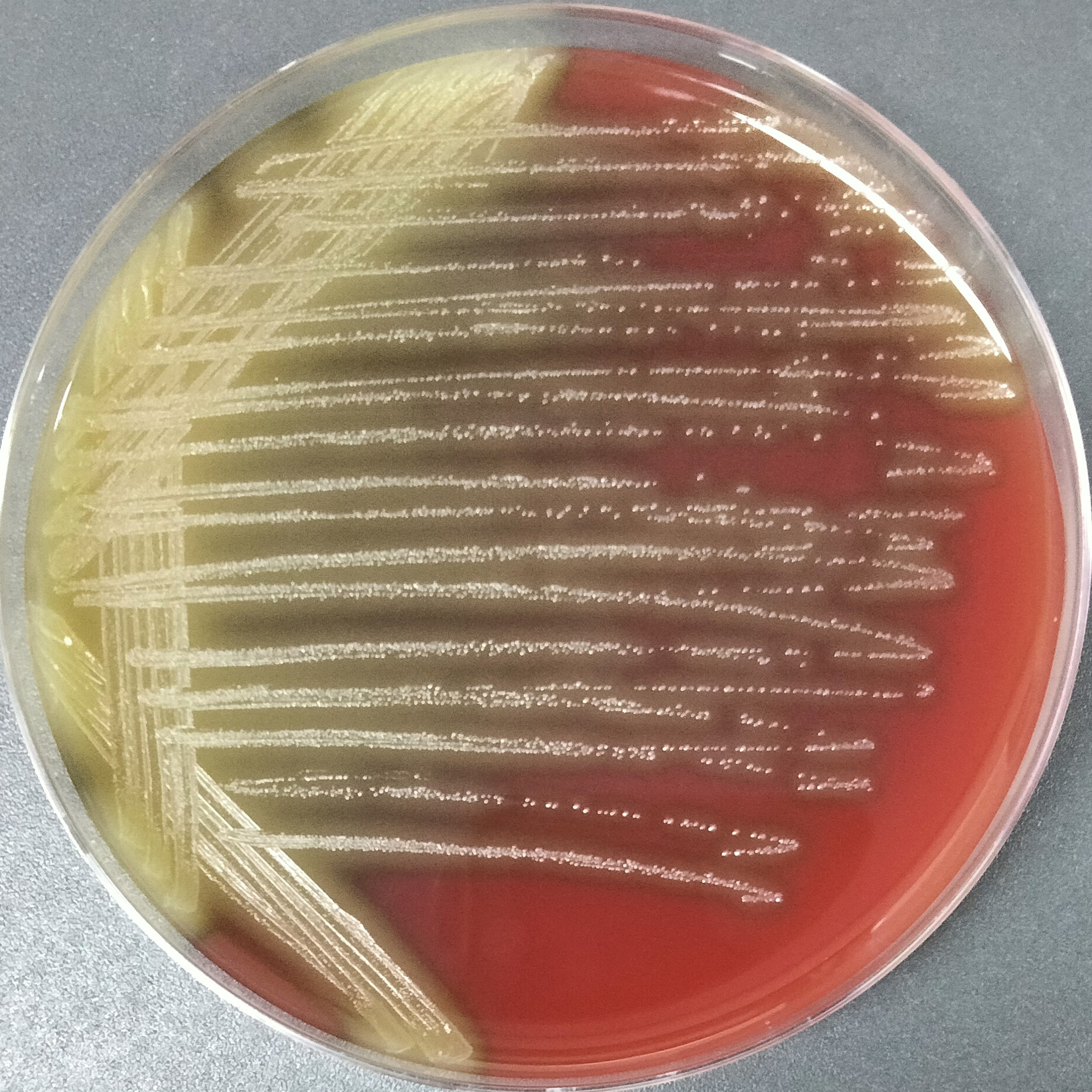 Toya Island Streptococcus-BNCC