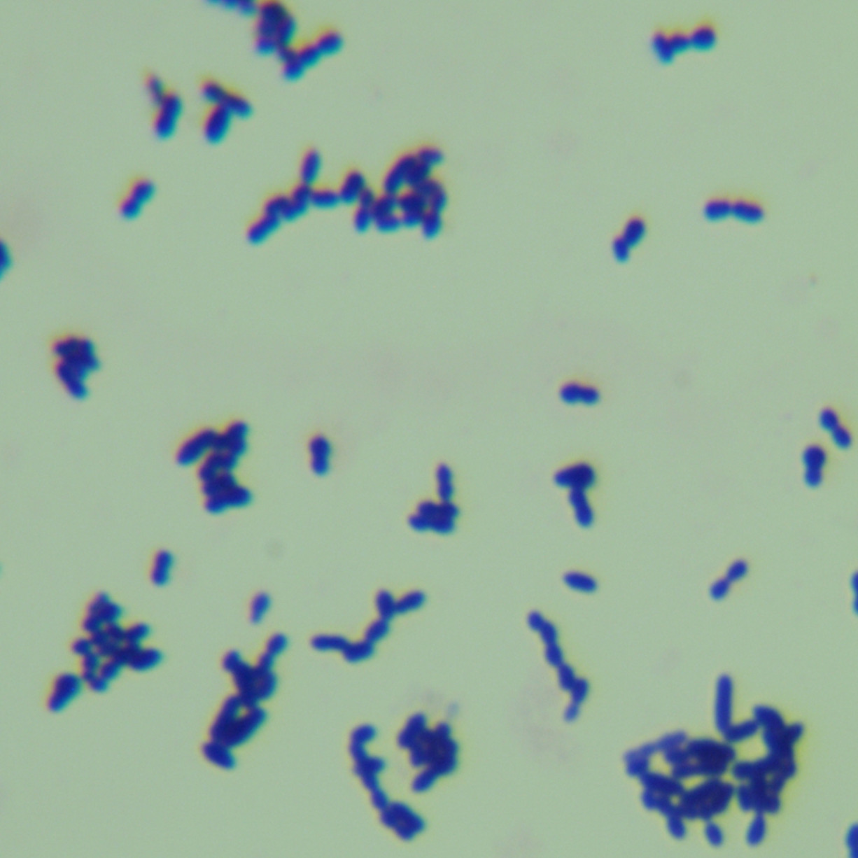 Toya Island Streptococcus-BNCC