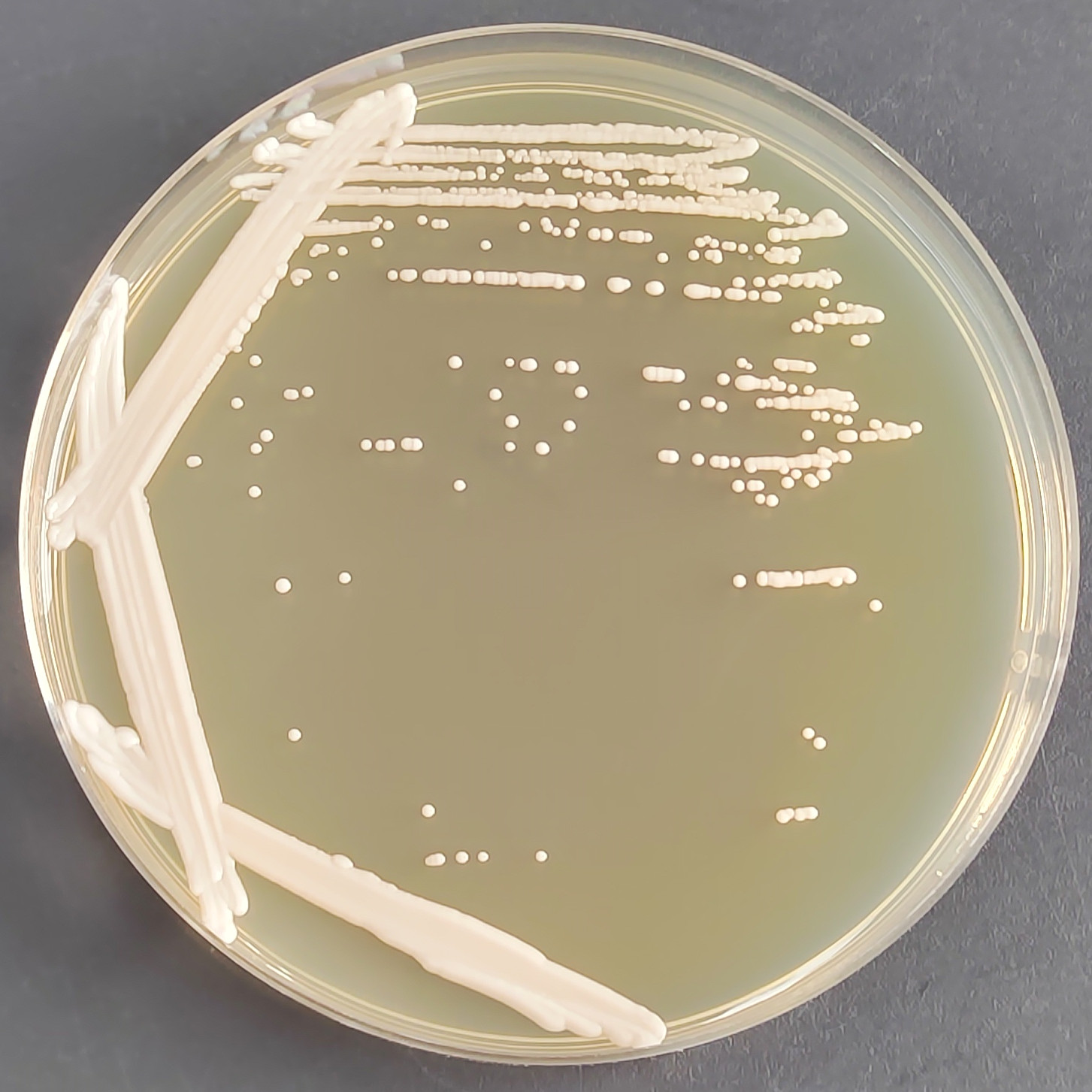 Dublin Candida-BNCC