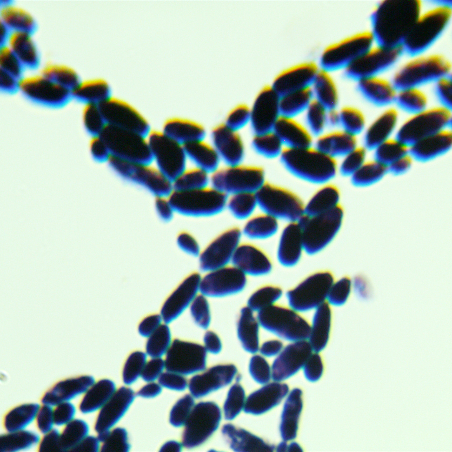 Dublin Candida-BNCC