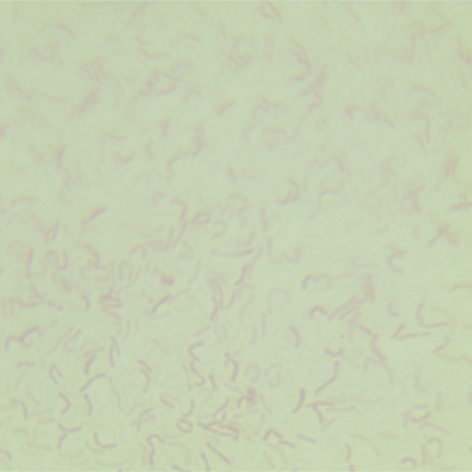 Helicobacter pylori-BNCC