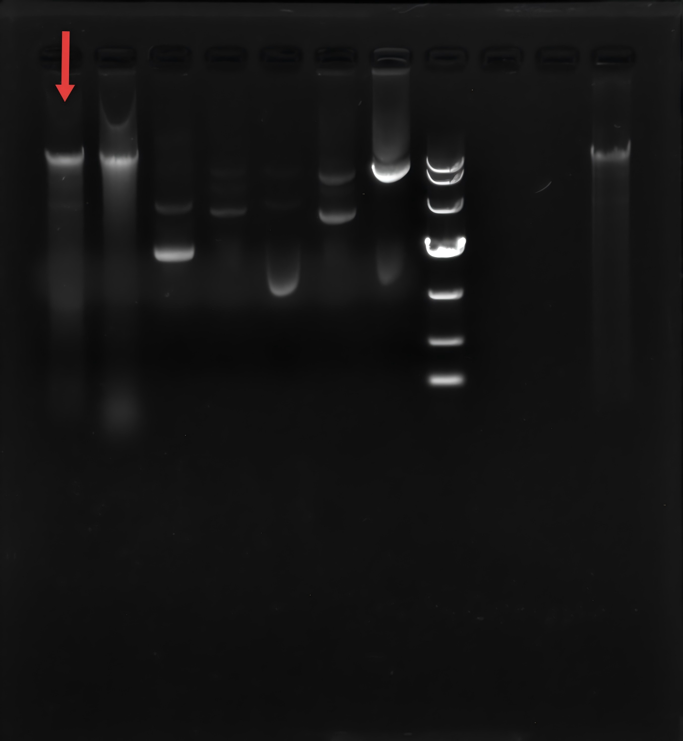 Helicobacter pylori-BNCC