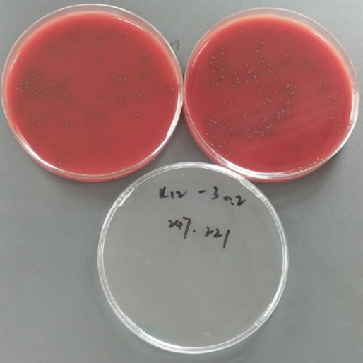 Quantitative strain of Streptococcus pneumoniae-BNCC