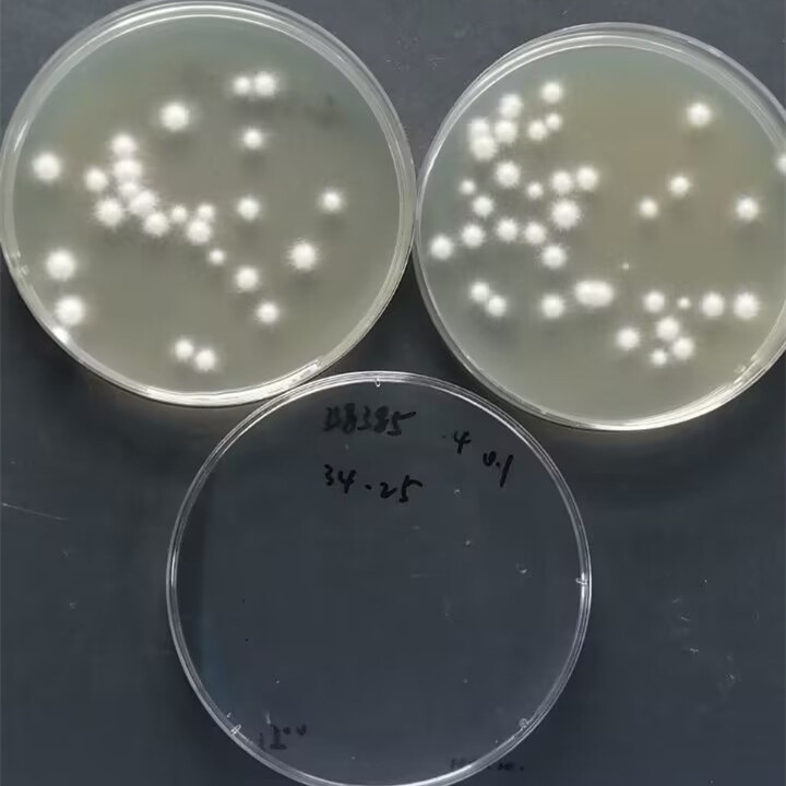 Quantitative strain of Aspergillus fumigatus-BNCC