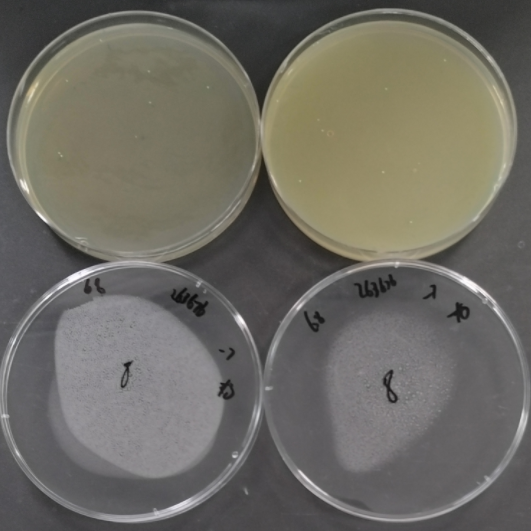 Candida albicans Quantitative Strain-BNCC