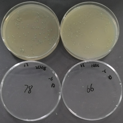 Candida albicans Quantitative Strain-BNCC