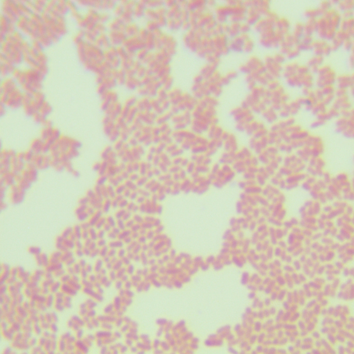 Lactobacillus rhamnosus-BNCC